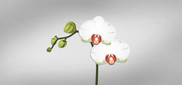 Orchid Vector Art Vector Packs